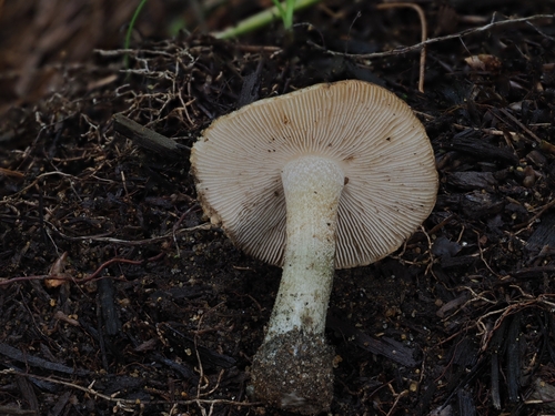 Inocybe (Photo 10 of 16)