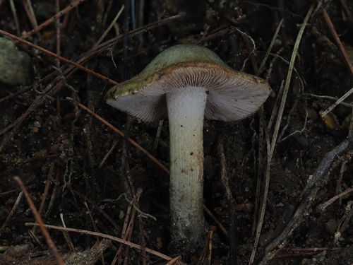 Inocybe (Photo 11 of 16)