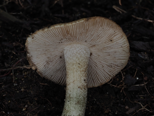 Inocybe (Photo 12 of 16)