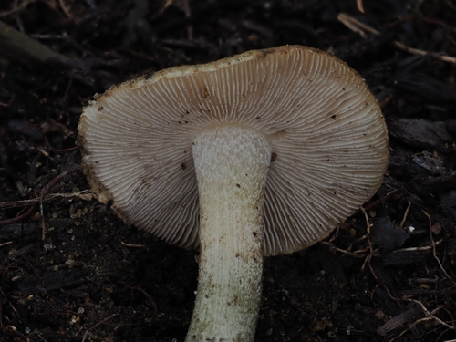Inocybe (Photo 14 of 16)