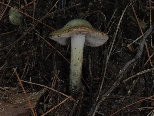 Inocybe (Photo 16 of 16)