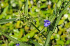 Tradescantia