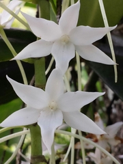 Aerangis