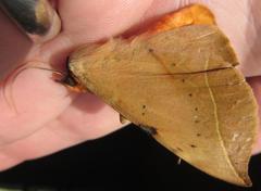 Hypopyra capensis