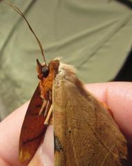 Hypopyra capensis