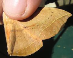 Hypopyra capensis