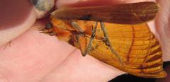 Hypopyra capensis