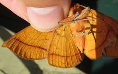 Hypopyra capensis