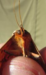 Hypopyra capensis