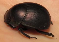 Chalconotus convexus
