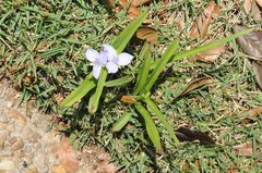 Tradescantia