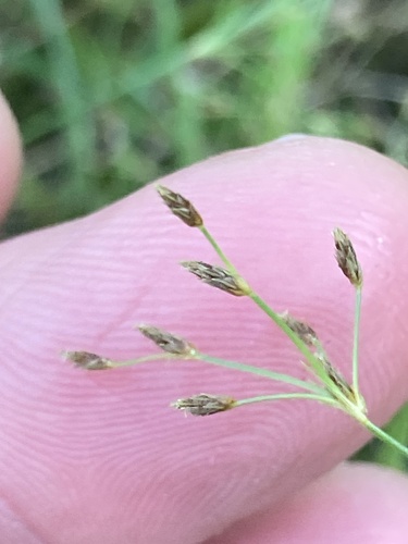 Fimbristylis autumnalis iNat (3)