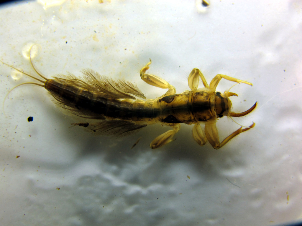 Campylocia anceps