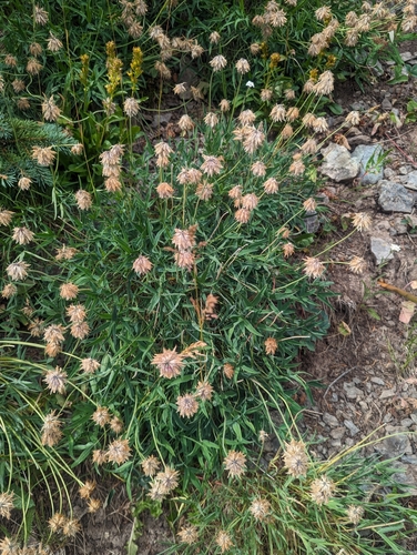 Image of Trifolium attenuatum by (c) Alan Rockefeller, some rights reserved (CC BY)