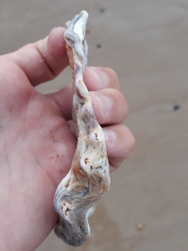 Southern Flat Oyster, photo 8 of 10