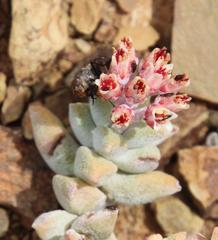 Crassula deltoidea