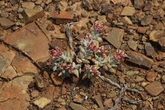Crassula deltoidea