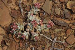 Crassula deltoidea