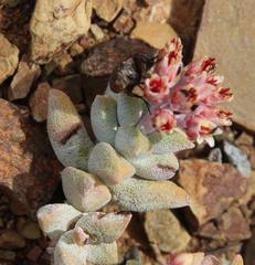 Crassula deltoidea