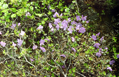 Rhododendron sichotense