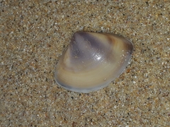 Austromactra contraria