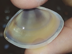 Austromactra contraria