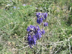 Salvia nutans