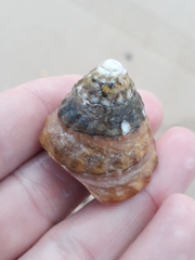 Astralium tentoriiforme