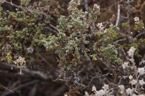 Image of Caroxylon aphyllum by (c) Tony Rebelo, some rights reserved (CC BY-SA)