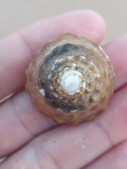 Astralium tentoriiforme