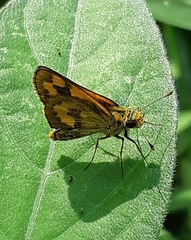 Taractrocera archias