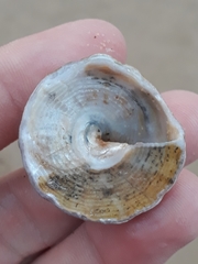 Astralium tentoriiforme