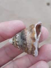 Astralium tentoriiforme
