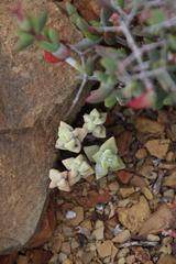 Crassula deltoidea