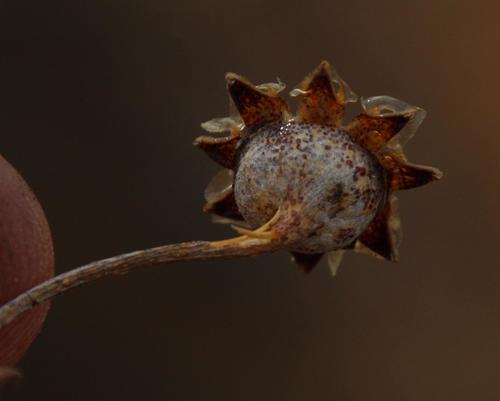 Hammeria gracilis Burgoyne 2