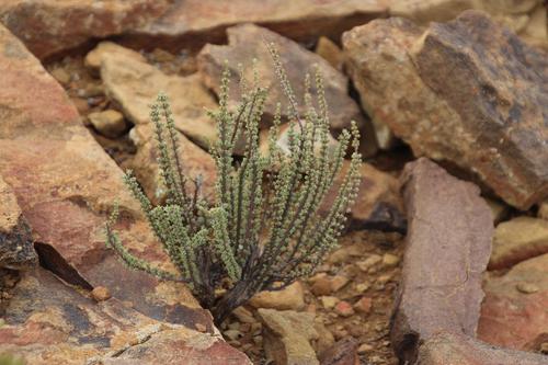 Image of Heath Kapok by (c) Tony Rebelo, some rights reserved (CC BY-SA)