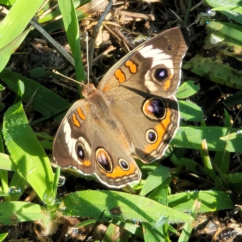 Common buckeye