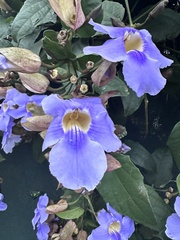 Thunbergia laurifolia image