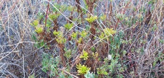 Argyranthemum haematomma image