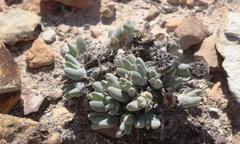 Cheiridopsis delphinoides