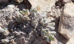 Cheiridopsis delphinoides