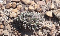 Cheiridopsis delphinoides