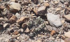 Cheiridopsis delphinoides