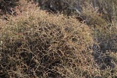 Tetraena chrysopteros