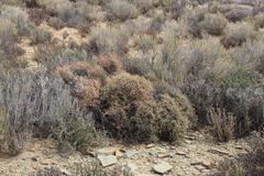 Tetraena chrysopteros