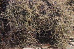 Tetraena chrysopteros