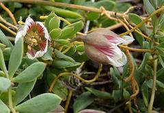 Roepera sessilifolia