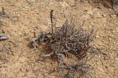 Crassula alpestris