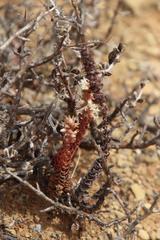 Crassula alpestris