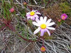 Senecio umbellatus
